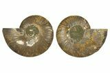 Cut & Polished, Crystal-Filled Ammonite Fossil - Madagascar #336822-1